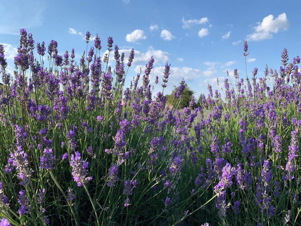 Lavender blossoms growing in England under sunny sky
