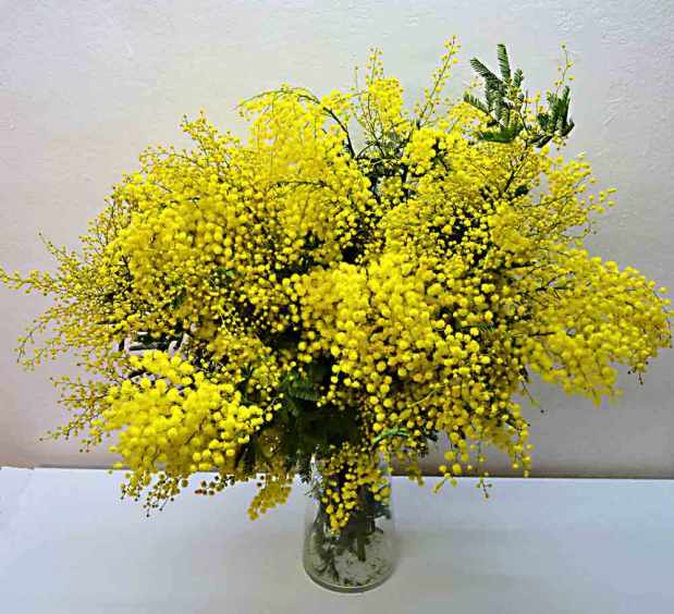 May Melange Marathon: Mimosa&nbsp;Mixte