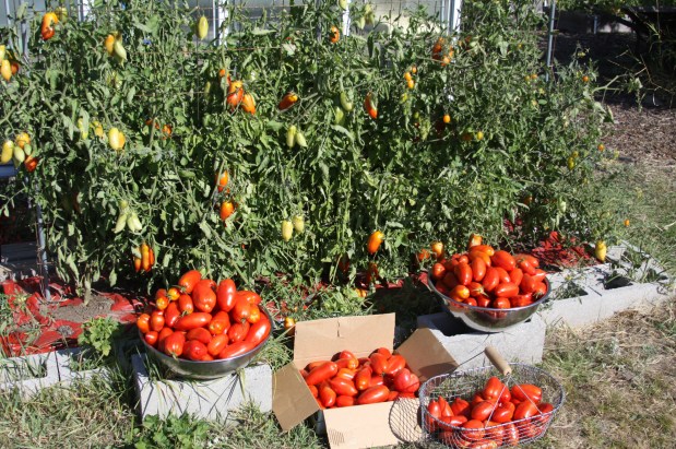 Perfume Chat Room, May&nbsp;21