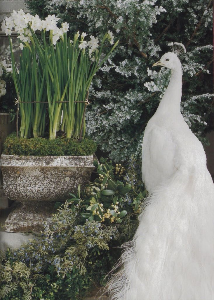 White garden with white peacock