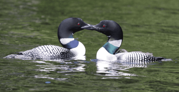 Perfume Chat Room, August&nbsp;5