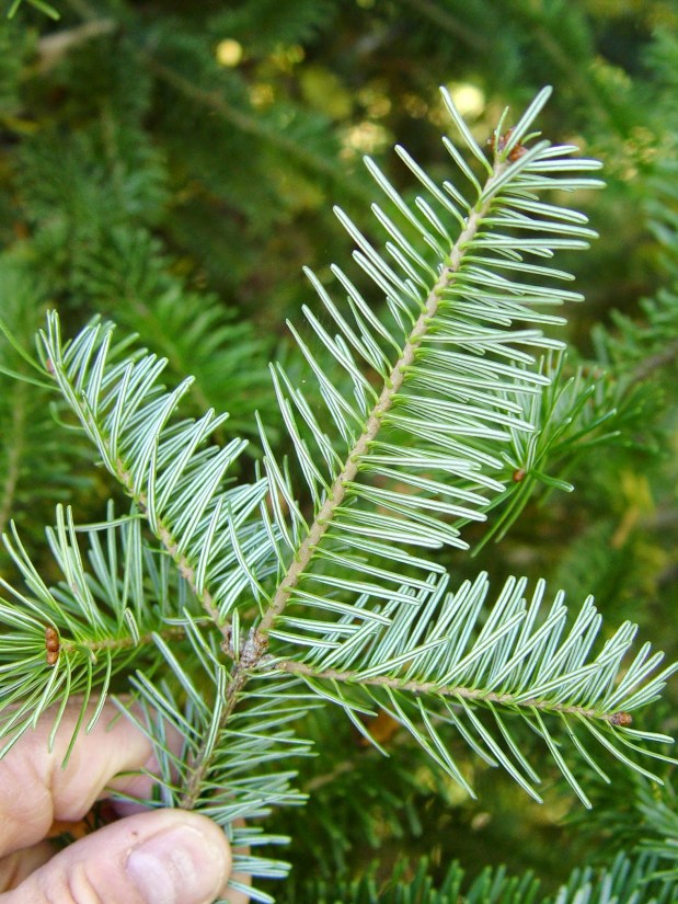 Perfume Chat Room, July&nbsp;2