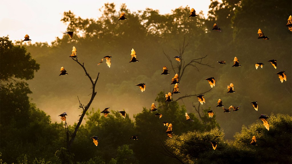 Flock of fruit bats flying over trees