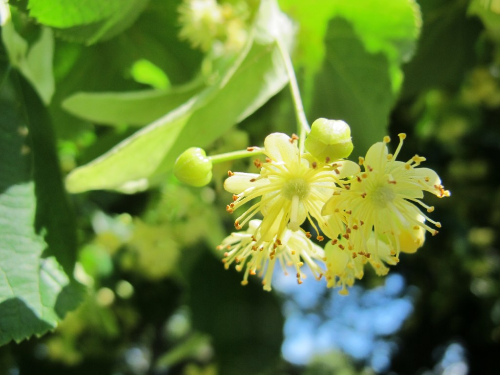 Flower of linden or lime tree