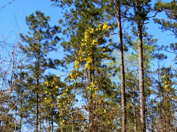 Scented Advent, December&nbsp;15