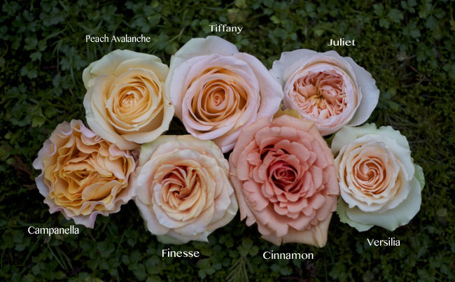 Display of peach-colored rose blossoms