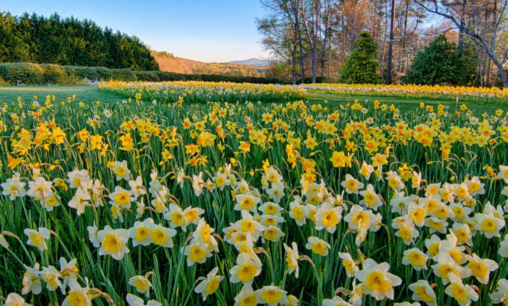 Hillside covered with daffodils at Gibbs Gardens