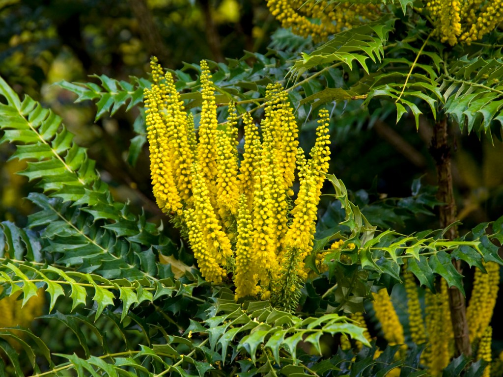 Mahonia shrub with yellow flowers