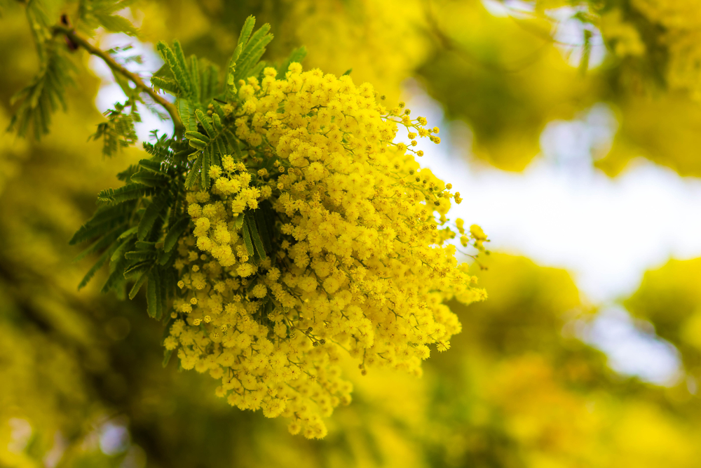 Flowering branch of yellow mimosa
