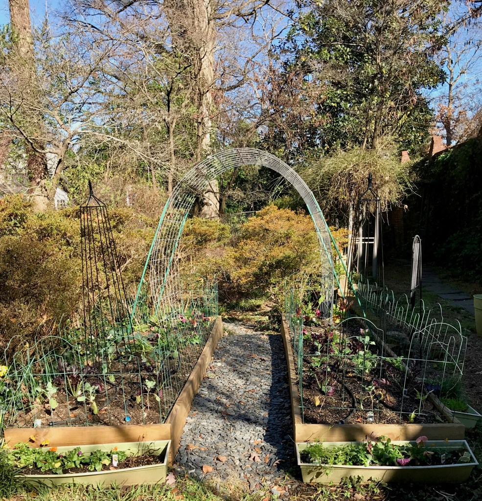 Backyard vegetable garden