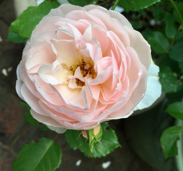 Perfume Chat Room, April&nbsp;7