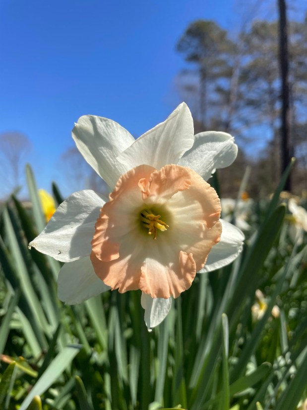 Perfume Chat Room, April&nbsp;8