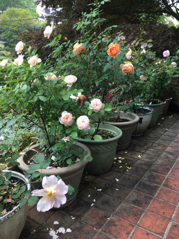 Perfume Chat Room, July&nbsp;8