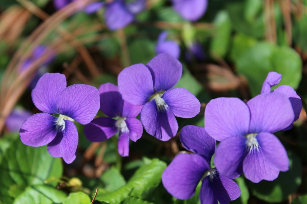 Clump of wild purple violets