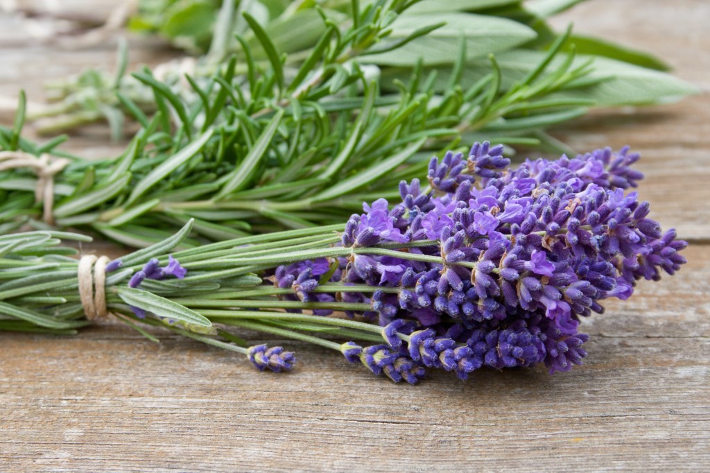 Sprigs of lavender and rosemary