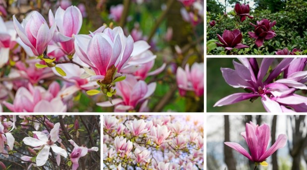 Perfume Chat Room, February&nbsp;17