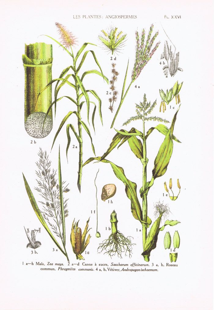 Botanical illustration of vetiver and other grasses
