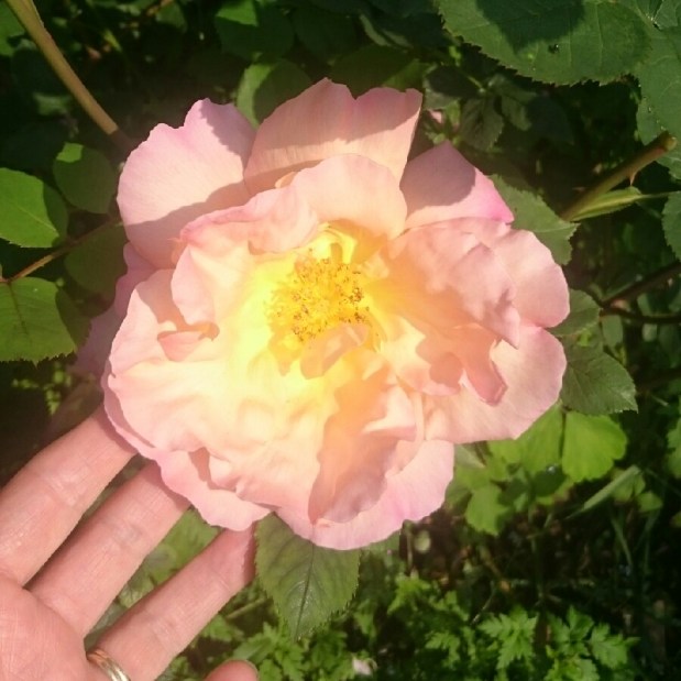 Perfume Chat Room, March&nbsp;31