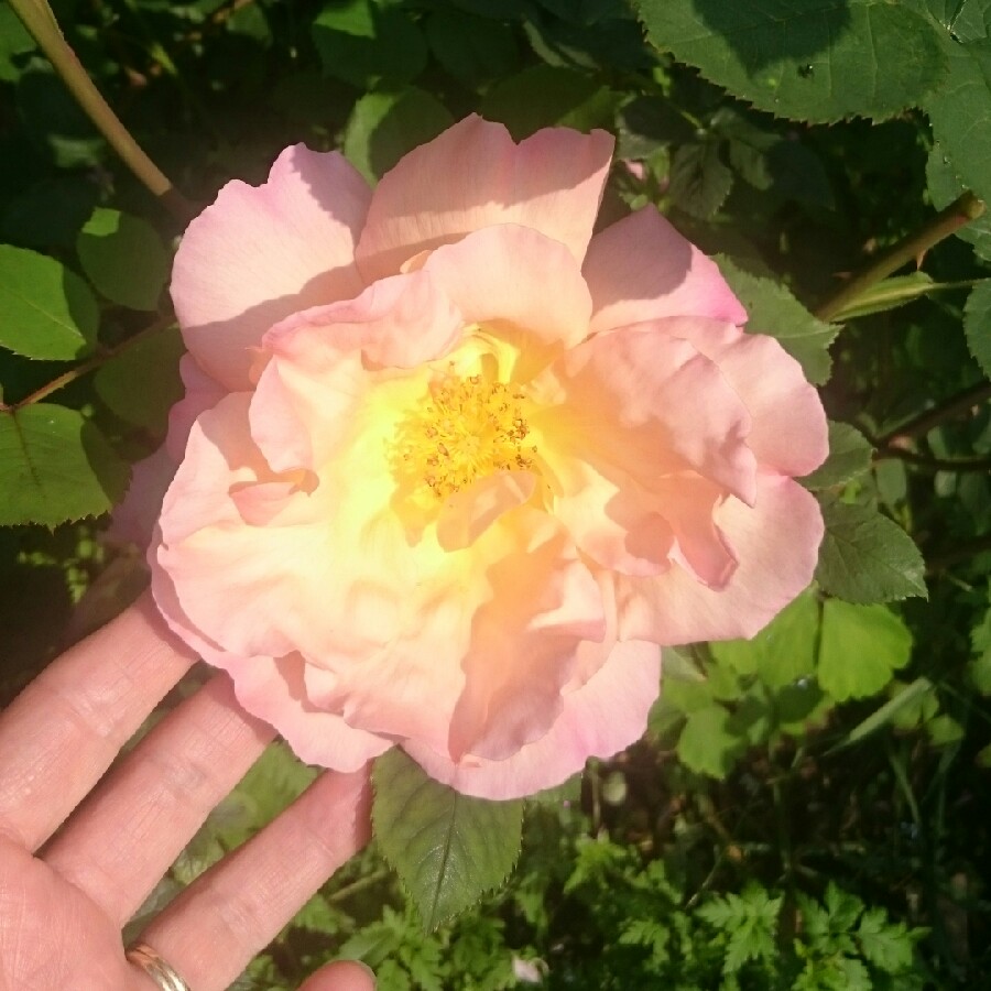 David Austin English Rose "Fighting Temeraire"; image from www.gardentags.com