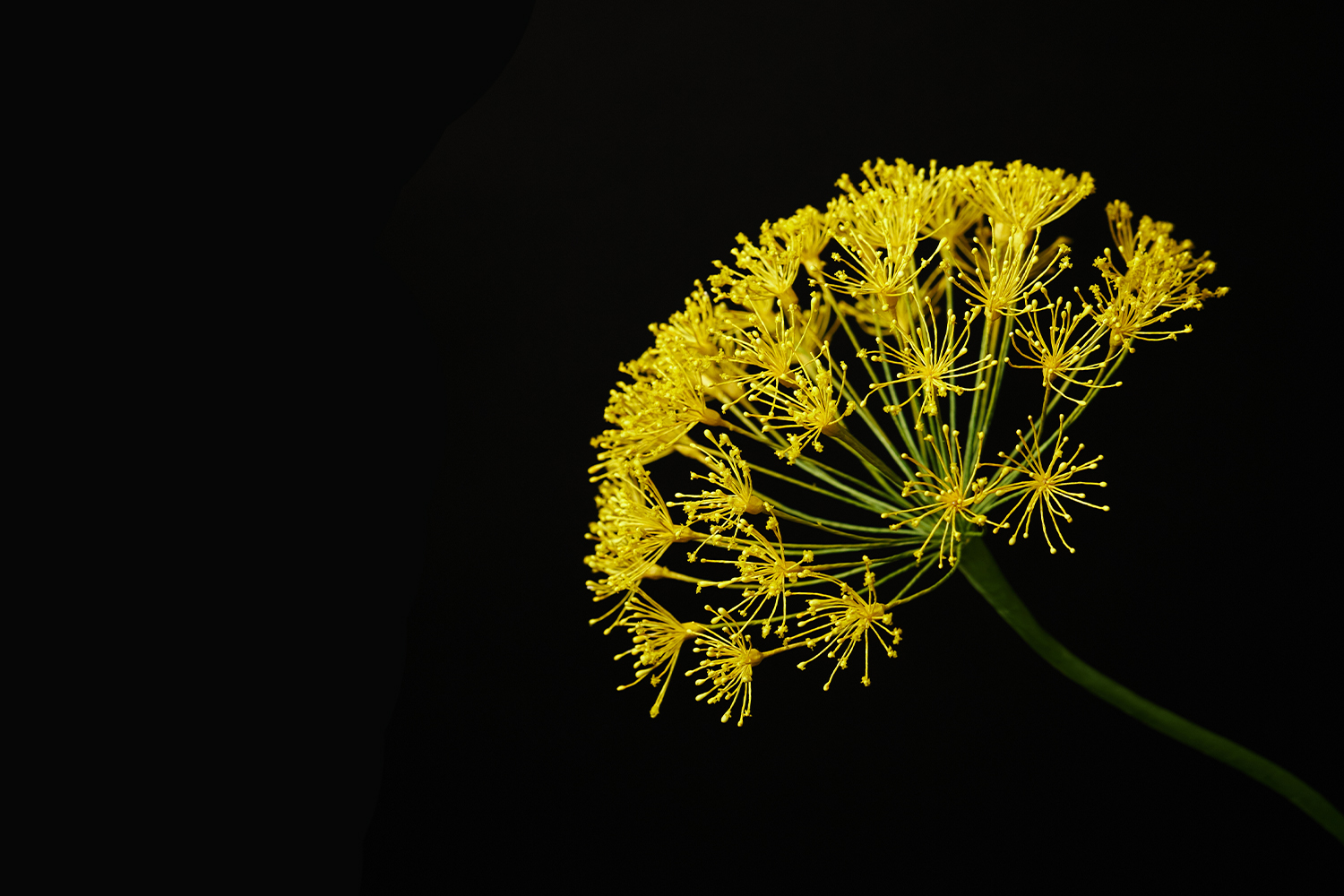 Yellow Galbanum blossom against black; image from thearomatica.com