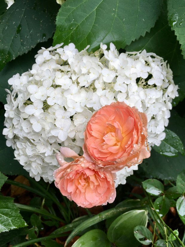 Perfume Chat Room, June&nbsp;16