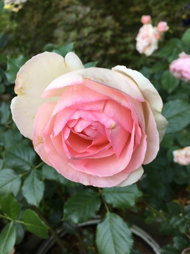 Perfume Chat Room, February&nbsp;23