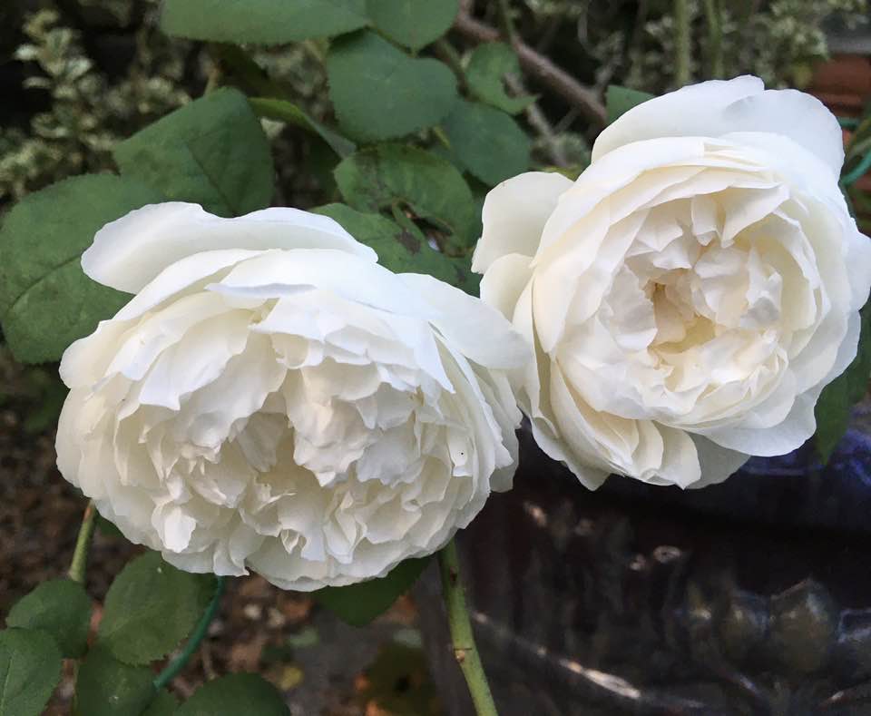 White English Rose, "Winchester Cathedral"