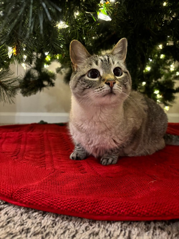 Perfume Chat Room, November&nbsp;22