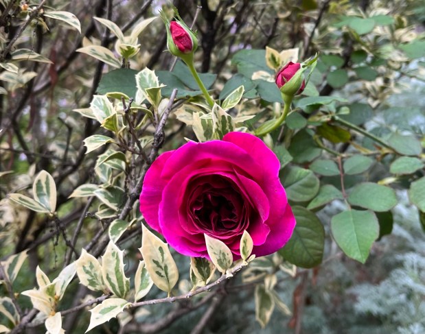 Perfume Chat Room, November&nbsp;1