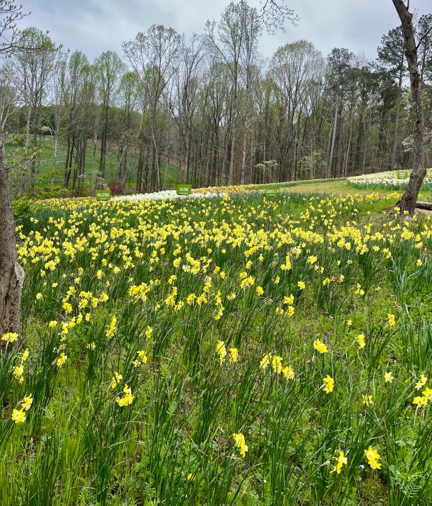 Perfume Chat Room, April&nbsp;4