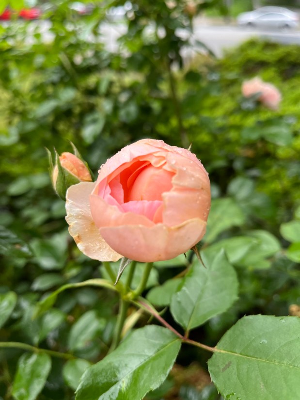 Perfume Chat Room, May&nbsp;10