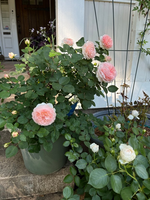 Perfume Chat Room, April&nbsp;12