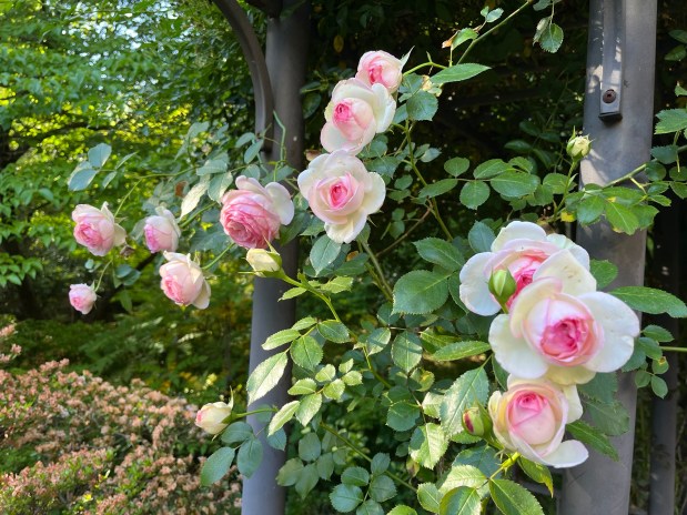 Perfume Chat Room, April&nbsp;28